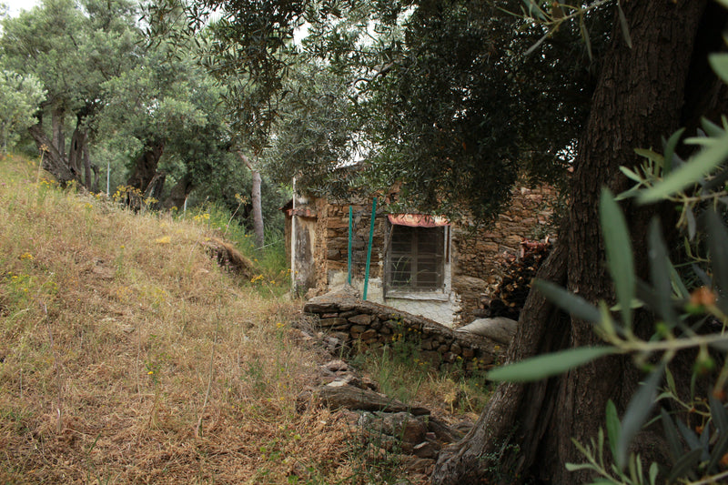 "HER ZEYTİN AĞACI ONA BAKAN AİLENİN PARÇASIDIR"