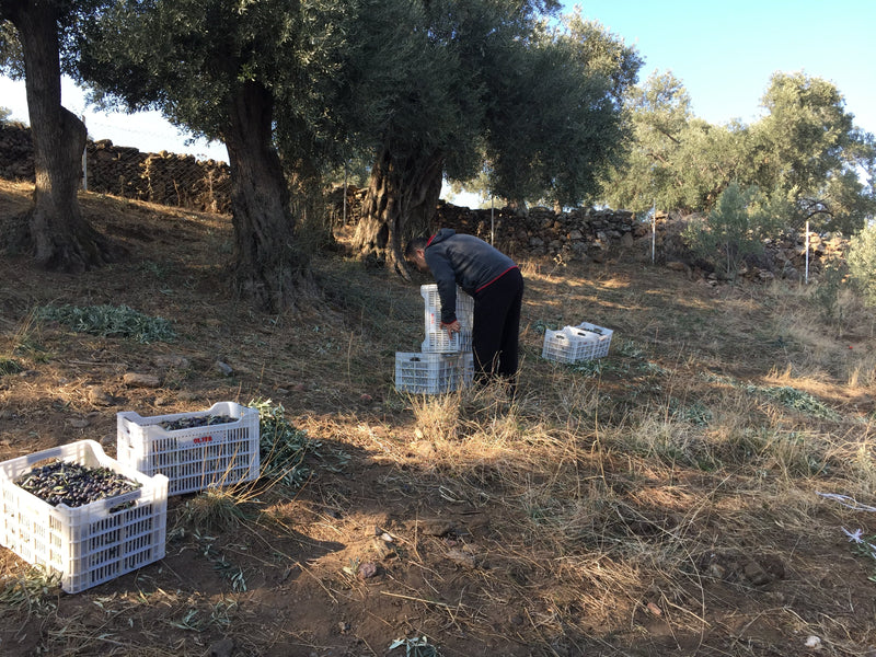 BUTİK ZEYTİNYAĞI ÜRETİMİNDE HASATTA DİKKAT EDİLMESİ GEREKENLER